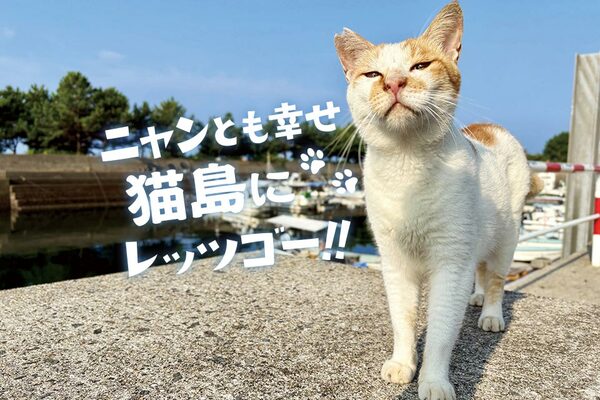 くまにち すぱいすサムネイル